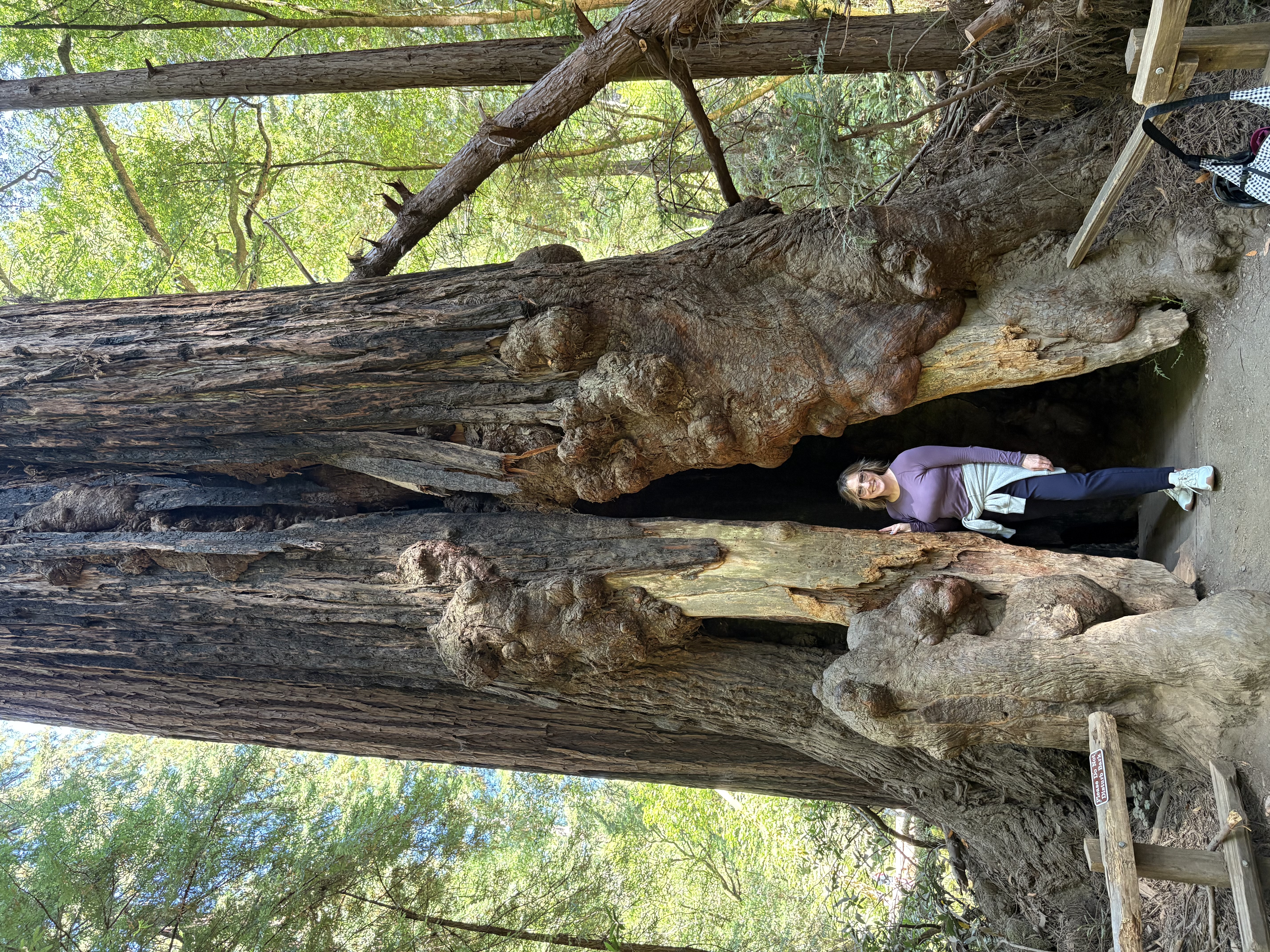 Carol in the redwoods